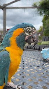 19K views · 877 reactions | BirdTricks on Reels | Facebook