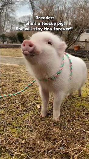 Teacup Pig Myth