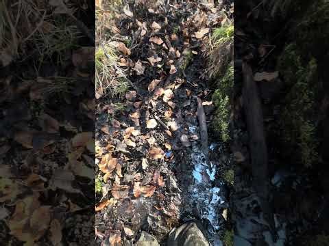 Deep mud with boots and baggy pants (2/2)