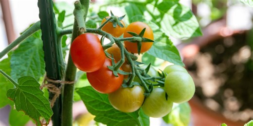 Don’t plant tomatoes too early: How to grow them in pots (and the exact time to start)