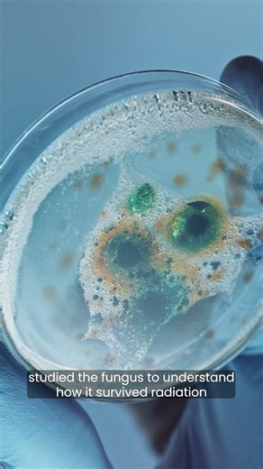 Chernobyl fungus evolves incredible ability #chernobyl #fungus #radiation