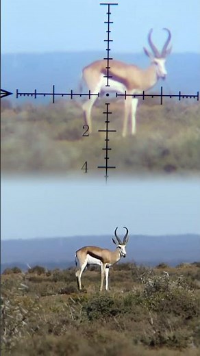 Perfect Kalahari Springbuck Shot 🎯 | Epic Karoo Hunt (Scope Cam Kill Shot)