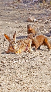 Mongooses tear a baby hare apart 😢 - Gareth Nuttall-Smith | Latest Sightings - Kruger