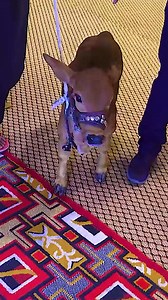 524K views · 10K reactions | World Smallest Cow | Jamshed Asmi Informative vlogs | Facebook