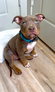 1.5M views · 10K reactions | 﫧❄️懶 SnohStorms Sunday Spa Day Routine … and of course she fell asleep ---#puppy #puppybath #doggrooming #dogspa #dogbath #dogbathroutine #dogsofinstagram #bath #cute #asmr #asmrsounds #satisfying #relaxing #viral | reignstormpit | Facebook