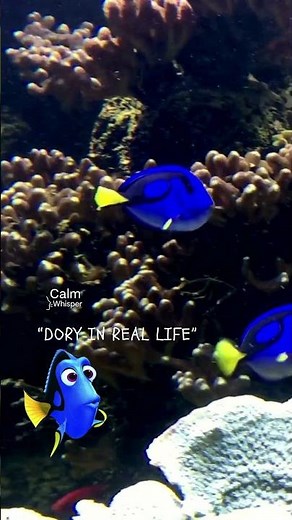 Dory in Real Life | The Cutest Forgetful Fish Moment Ever! #shorts