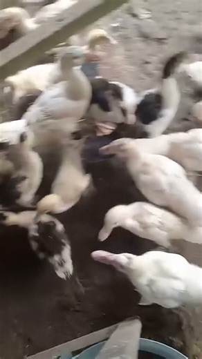 entik umir 3 months #duck #ayam #animals #birds