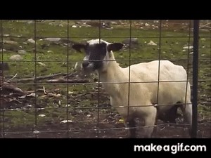 Screaming Goat on Make a GIF