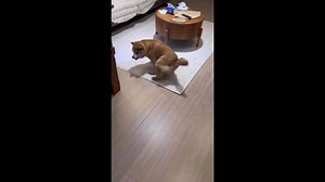 Shiba Inu spins and bumps into table in Shandong, China