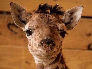 April The Giraffe Baby Names: Zoo Reveals Top 10