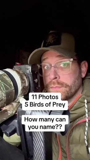 Identifying Birds of Prey in Wildlife Photography