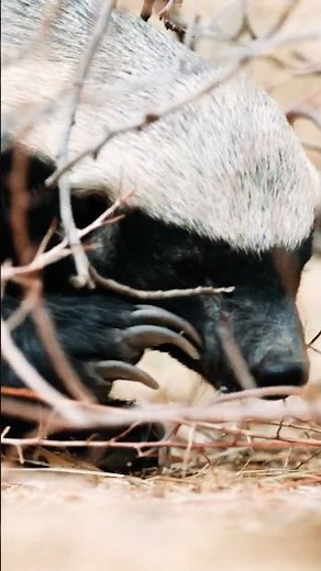 The classic honey badger hunting strategy #honeybadger #rat #wildlife #shorts