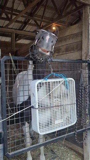 Barney says, " horse shows make me itchy!" 🤣❤️