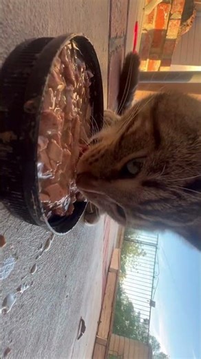 ASMR cat #cat #asmr #kitten #shortvideo #shorts