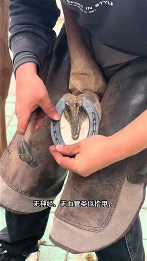 Protect Hooves with Horse Horseshoeing: The Ultimate Guide