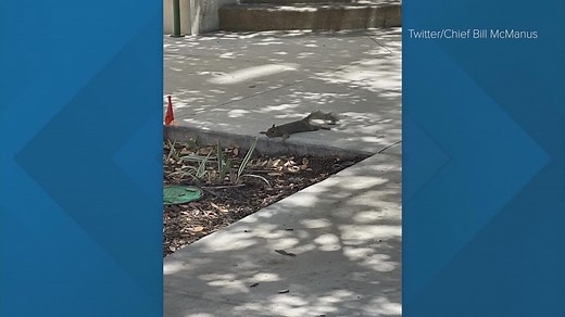 These squirrels are 'splooting' in this Texas heat