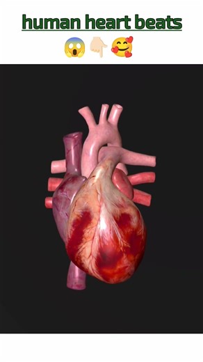 Human heart beats🥰😱 animation and sound #heartbeat #heart #animation #education
