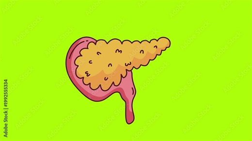 human pancreas and duodenum anatomical structure for medical biology study