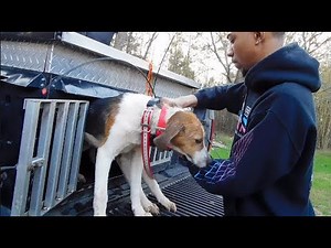 Deer Dog Training 2021 - Day 1 For The Pups!!