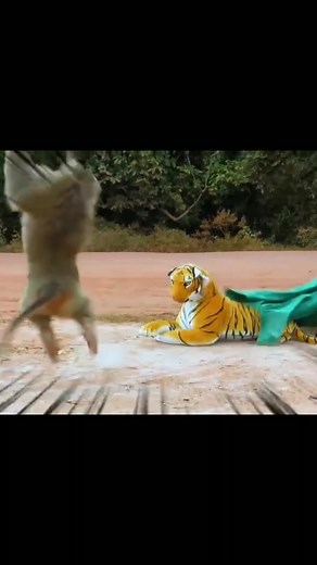 Scare Monkey Series: Funny and Cute Animal Videos