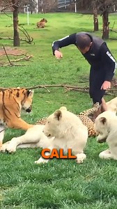Tiger Saves a Human’s Life — You Won’t Believe How! 🐅❤️ #AnimalRescue #WildlifeStories #AmazingAnimals #NatureWonder #DidYouKnow | Geographical Beauty