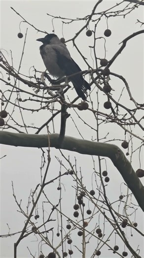 Eyes Wide Shut on My Feathered Agent’s Clock