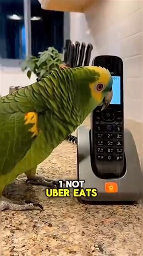Calls 911 Over Late Food Delivery 🦜 | Cops Funny