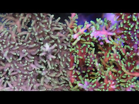 Improve Coral Color Using Science!
