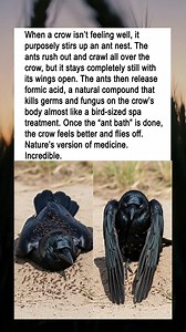 18M views · 238K reactions | Crow Uses Ants as Natural Medicine | To Catch a Cheater | Facebook
