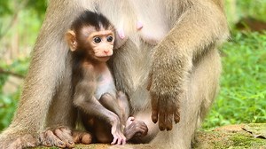 Great Baby Monkey Brady Can Mobilize His Upper Arm But Still Swelling. #AnimalsShelter #BradyMonkey #LibbyMonkey #RainbowMonkey #RoseMonkey #AmberTroop | Animals Shelter