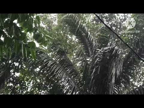 Heavy rain and strong winds—take a look at the visuals of this rain and wind.