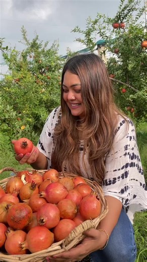 Explore the Pomegranate Farm in Jaffna