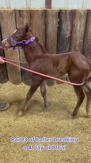 Halter breaking a 4 day old foal #Equine Via: Cindy___p #reels #horselove #equestrian #satisfying #educational | The Real Players Inside The Backstretch