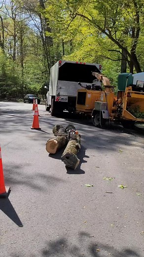 Large poplar tree removal #jltreeservices Orlin Zelaya | Edwin Cabrera