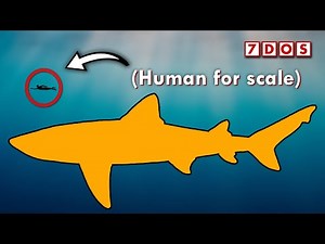 Megalodon Might Have Been Even Bigger Than We Thought