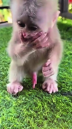 Adorable Baby Monkey Scratching Itchy Fur
