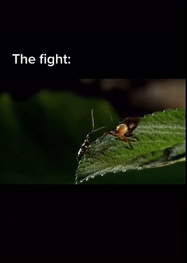 Domino Beetle vs Assassin Bug: Epic Battle Outcome Revealed