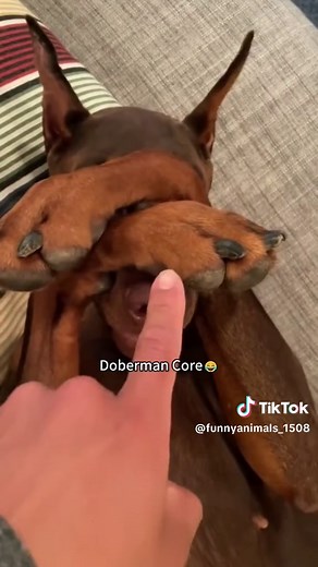 The Loyal Doberman: Your Watchful Guardian