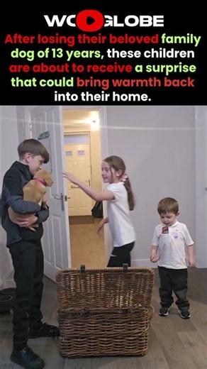 They Thought the House Would Stay Quiet… Then a Puppy Arrived 🥹🐶❤️