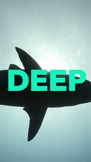 SHARKS! All Month Long