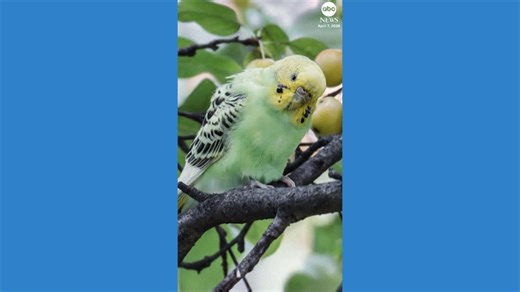 Parakeet rescued after it was found in New York's Central Park