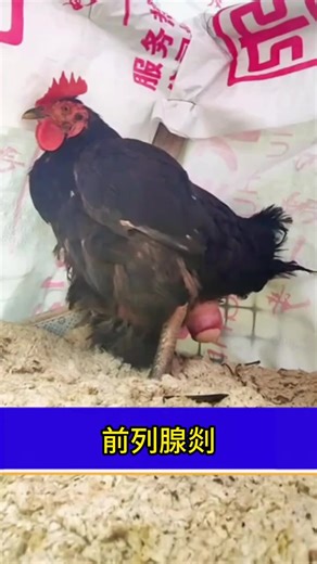 前列腺治療師 (@fevhjcfhdbt) 的影片使用了 原聲 - 前列腺治療師