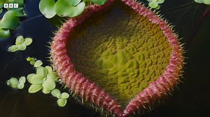 圧巻！巨大な葉を広げる水生植物、オオオニバスのタイムラプス映像 | カラパイア