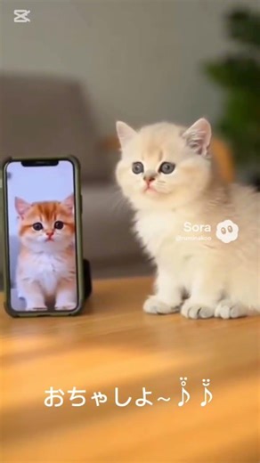#子猫 #電話 #癒し 電話の歴史を子猫が表現します #Kitten #Telephone #Healing