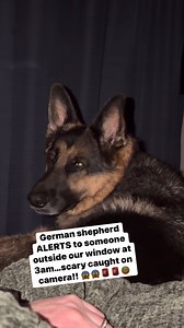 German shepherd ALERTS to someone outside window at 3am! Scary! #germanshepherd #germanshepherdpuppy #germanshepherdsofinstagram #gsd #gsdlife | Zeus
