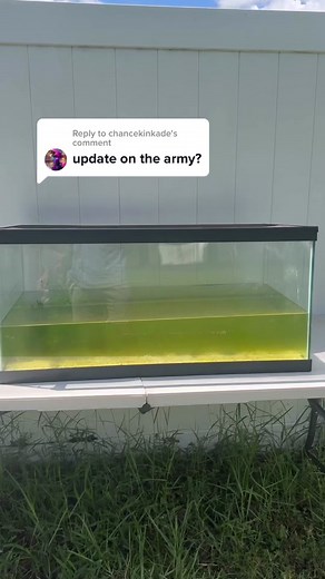 Tadpole Tank Cleaning Routine | Aquarium Maintenance Tips