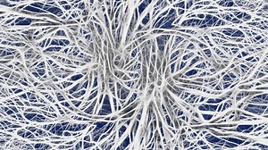 Les Cellules Gliales