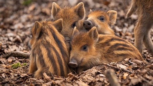 A group of wild boar piglets appears on a hidden camera
