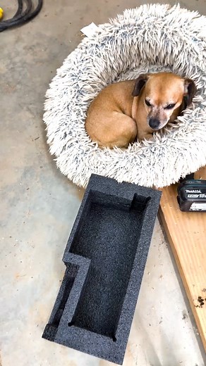 94K views · 4.4K reactions | Does Minion need packaging? #narrowayhomestead #theoneandonlyminion #dogbed #spoiledpup #farmdog | Nate Petroski | Facebook