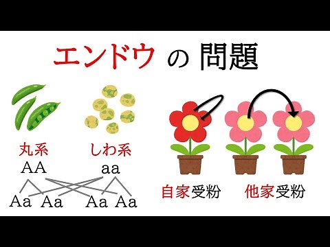 [Biology] The rules of heredity. Round and wrinkled varieties of peas. Explanation of self-pollin...